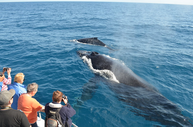 Whale Watching Hervey Bay Australia